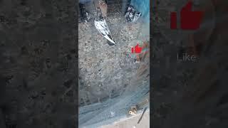 Kabooter pigeon birds video kabuter #shorts #youtubeshorts #short #viralshorts