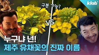 제주 유채꽃 명소, 사실 유채꽃이 아니다?!｜크랩