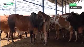 Alpha Livestock Farm ll Qurbani Sale