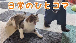 猫たちの日常のひとコマです。vol.1091