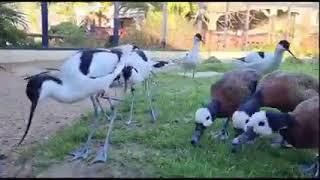 White-faced Whistling Ducks and Avocets at Paradise Park Cornwall