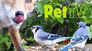 Entertain Your Cat or Dog with Pet TV | Busy Blue Jays and a Curious Fox