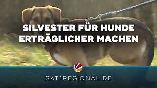 Silvester für Hunde erträglicher machen: Experte gibt Tipps