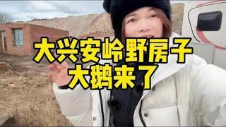 自驾游在大兴安岭捡到野房子，改造出来体验极寒过冬吃铁锅炖大鹅 #极寒之旅 #荒野建造 #房车旅行 #记录真实生活 #我的旅行日记【小爱】