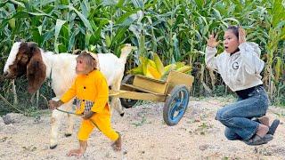 CUTIS farmer take goat go harvest corn make healthy smoothie!