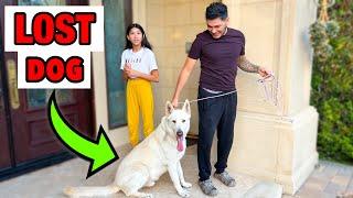 WE FOUND A MISSING DOG!!! **HELP US TAKE HIM HOME** | Familia Diamond