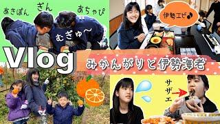 Vlogかんあきファミリーのみかんの木と伊勢海老まつり