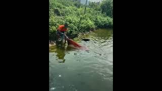 Exciting Way to Catch Fishes with Cast Ring Fishing Net !