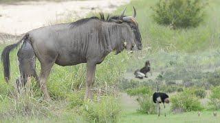 EAGLE Hunts OSTRICH  WILDEBEEST Birth 