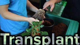 How to Transplant Plant to a Larger Pot