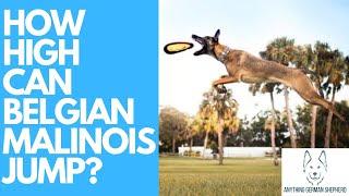 How High Can Belgian Malinois Jump?