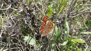 Euphydryas desfontainii (Damier de Godart) femelle cherche a pondre