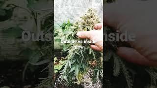 Outside vs inside white widow grow