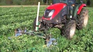 Maasika peenravahede niitmine || Cutting grass between the strawberry beds