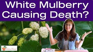 White Mulberry Causes Death? Chat with an Herbalist