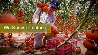 Hazera Tomato Demo GH Israel