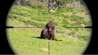 Top 20 Baboons Kill Shot In 2 Minutes || Baboons Hunting Compilation Video