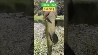 SnakeHead Fishing Today #Googan Squad #Black #shorts #reels #Fishing with Norm #fishing