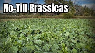 Small No-Till Brassica Food Plots