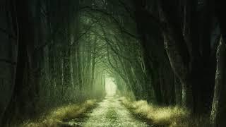 Magical Forest | Drone Aerial View | Royalty Free | Stock Footage | No Copyright Videos