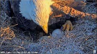 AEF NEFL Eagles ~ Beau's AMAZING 28 Hour Shift Incubating Eggs Until Gabby Returns!  1.9.25