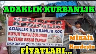 ÇELİKLER BESİCİLİK | Adaklık Kurbanlık Fiyatları