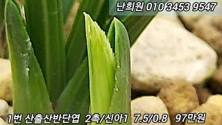 12월25일 성탄절 입실 추천작으로 소개합니다.