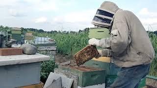 pulling honey the easy way pheasant yard