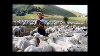 Pasquella tra le pecore di Castelluccio