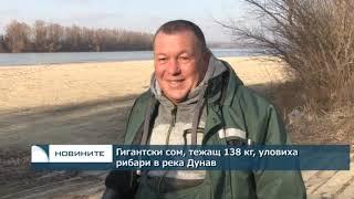 Гигантски сом, тежащ 138 кг., уловиха рибари в река Дунав