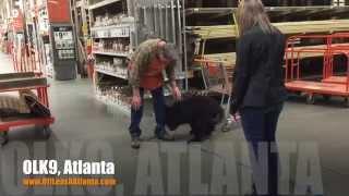 Greeting new people without jumping! | Goldendoodle | Dog Training Atlanta