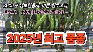 드디어 처음 만나봅니다.2025년 최고기대 품종