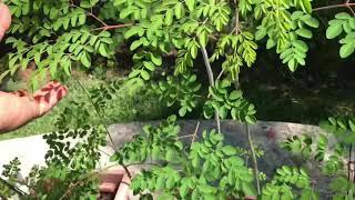 Moringa Plant in pots