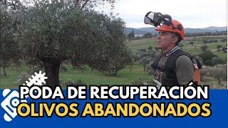 🟥 Recuperación de Olivos Abandonados #bélmez #córdoba