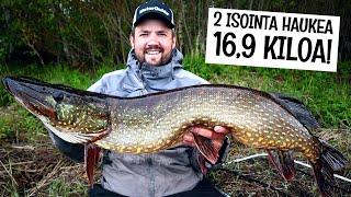 PARAS KALAREISSU IKINÄ! - 8,5 JA 8,4 KG HAUET SAMASTA SPOTISTA