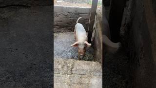 Заселились в отель, а под окном СВИНАРНИК  #shorts #animals