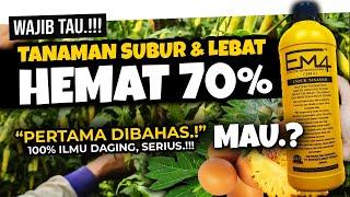 ANDAI SEMUA TAHU INI, TANAMAN SUBUR & LEBAT HEMAT 70% | POTENSI DAHSYAT MIKROBA EM4 | Pupuk Organik