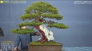 12월 21일(土) 139회차 Live 방송 【스마일분재경매(韓国の盆栽/Korean Bonsai)】