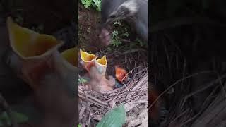 The cuckoo is starving, and the parents are feeding the children behind it杜鹃鸟挨饿了，鸟爸鸟妈都在喂后面的孩子