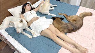 Dogs guard their owners who sleep alone until they wake up