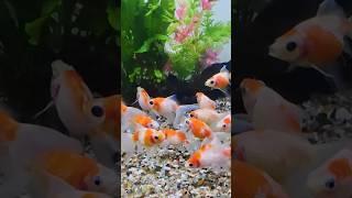 Fish video  #fishing #aquariumtank #machli