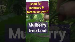 Mulberry leaf, Diabetes control & Delicious taste