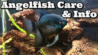 Angelfish Care & Information Freshwater Angelfish