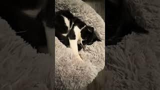 Part 2 Cat s in Minion s bed  glamcraze