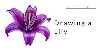 Drawing a Beginner Friendly Lily using Colored Pencils