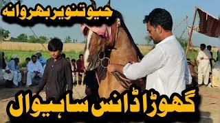 Ghora Dance At Sahiwal 2024 | Horse Dance | Ustad Tanveer Hadider Barwana Sports With Rana Asdullah