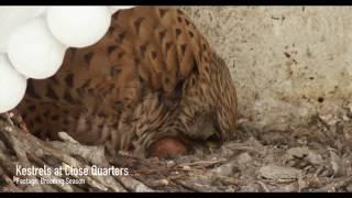 Kestrels at Close Quarters: breeding season