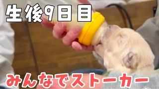 【生後9日目】ゴールデンレトリバーパピーズのお世話をひたすら見る動画【EVOLUTION'S】