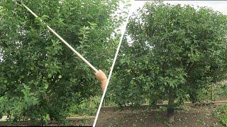 Summer Pruning Apple Tree, Cutting Out Spent Raspberry canes.