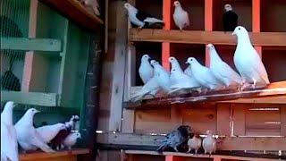 Голуби Бакинские и Персы /My friend pigeons